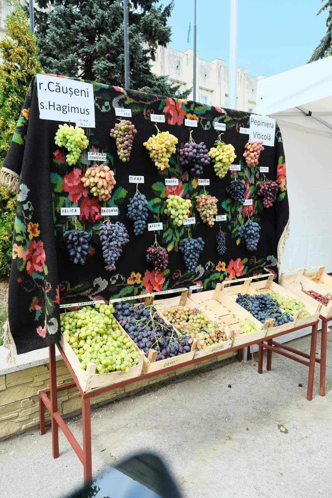 ONV participated in the 8th edition of the Grape Festival. Wine of