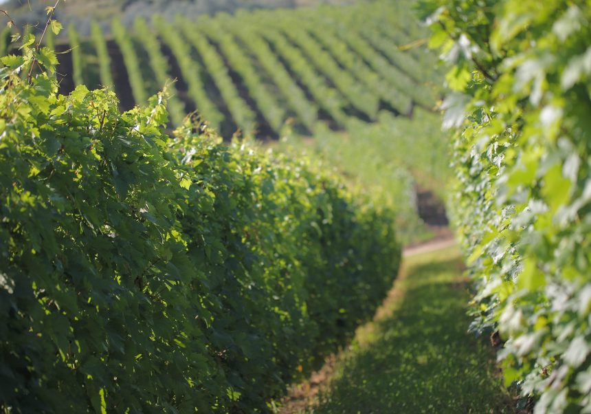 Visit Moldovan Wine Regions Wine of Moldova